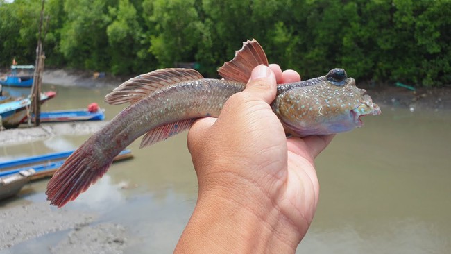 Khô cá thòi lòi đắt khách, người dân Đất Mũi làm không đủ bán   - Ảnh 1.