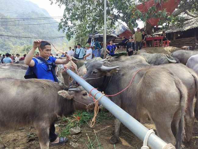 Vì sao trâu bò mất giá khiến một cái chợ nổi tiếng ở Bắc Kạn vắng đi một nửa, dân kêu buồn lắm? - Ảnh 1.