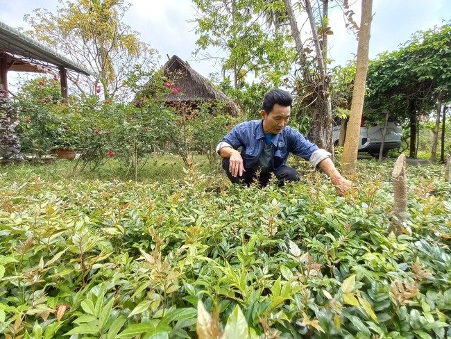 Đông Giang hướng đến phát triển nông nghiệp bền vững - Ảnh 1.