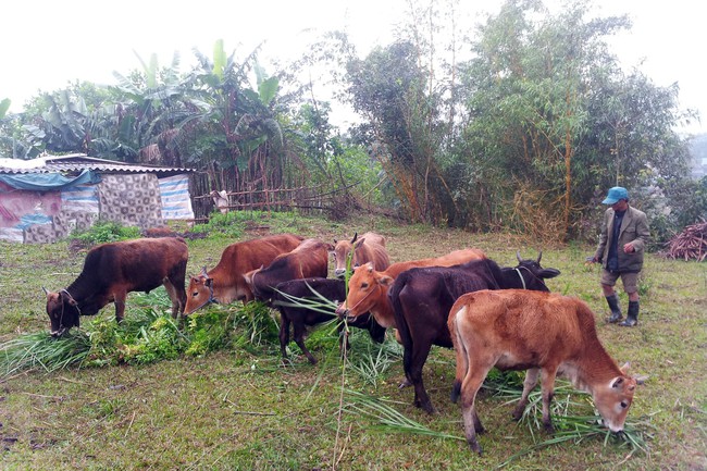 Thit bò vàng A Lưới ở TT-Huế nổi tiếng thơm ngon được cấp chứng nhận bảo hộ quốc gia  - Ảnh 2.