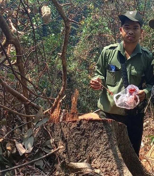 Thừa Thiên Huế: Điều tra vụ loạt cây gỗ rừng hàng chục năm tuổi bị lâm tặc đốn hạ  - Ảnh 2.