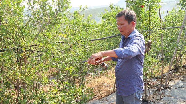 Cây lựu đỏ mang “vận đỏ” cho lão nông ở cao nguyên Lâm Hà  - Ảnh 3.