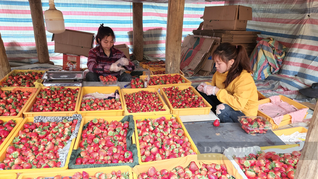 Cất bằng cử nhân về quê trồng dâu tây, 9X Lai Châu thu tiền đều tay - Ảnh 4.