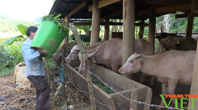 Hiệu quả từ các mô hình khuyến nông ở Phong Thổ - Ảnh 2.