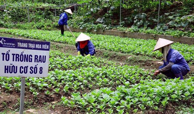 Nhân lên những vùng nông nghiệp “xanh” ở Thủ đô - Ảnh 1.