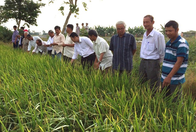 Rót 12.000 tỷ đồng trồng 1 triệu ha lúa chất lượng cao  - Ảnh 1.