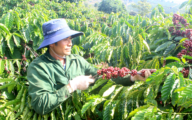 Nông dân trồng cà phê ở Lâm Đồng. Ảnh: Nguyên Vỹ