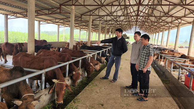 Nuôi đàn trâu bò hơn 100 con, ông nông dân Lai Châu thành tỷ phú - Ảnh 1.