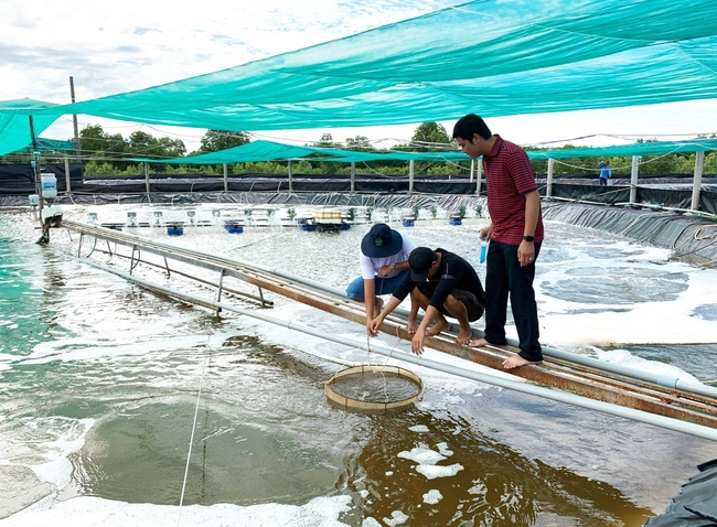 Bàn giải pháp gỡ khó khăn xuất khẩu tôm: Đa dạng hóa sản phẩm, tìm thêm thị trường mới - Ảnh 3.