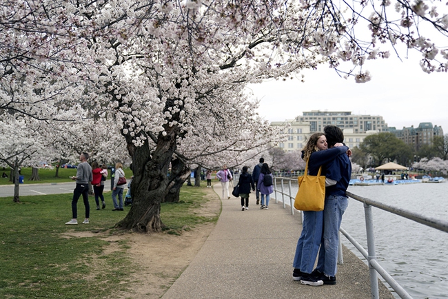 Mỹ: Lễ hội Hoa anh đào Washington trở lại, thu hút khoảng 1,6 triệu du khách - Ảnh 7.