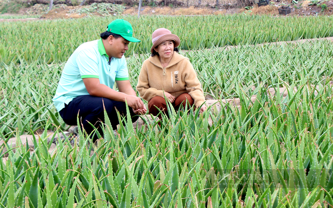 Bà Trương Thị Phượng tham gia liên kết trồng cây nha đam cùng với doanh nghiệp. Ảnh: Nguyên Vỹ