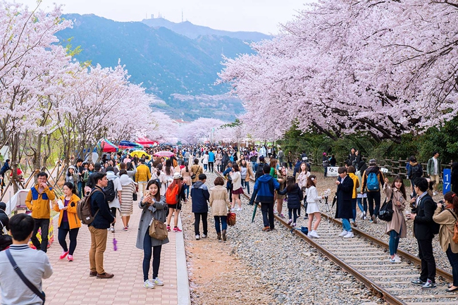Hàn Quốc lôi cuốn du khách với mùa lễ hội tháng Ba - Ảnh 8.