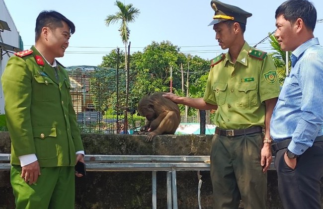 Phát hiện khỉ quý hiếm đi lạc vào khu dân cư ở Thừa Thiên Huế  - Ảnh 1.