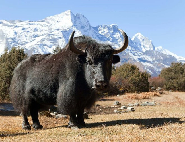 Vì sao bò Tây Tạng lại được coi là &quot;báu vật&quot; của vùng cao nguyên? - Ảnh 2.
