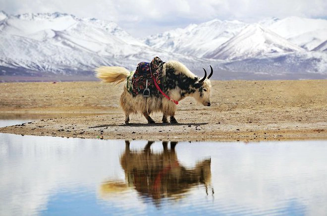 Vì sao bò Tây Tạng lại được coi là &quot;báu vật&quot; của vùng cao nguyên? - Ảnh 4.