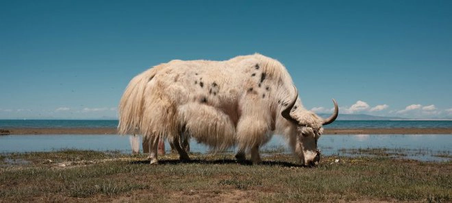 Vì sao bò Tây Tạng lại được coi là &quot;báu vật&quot; của vùng cao nguyên? - Ảnh 6.