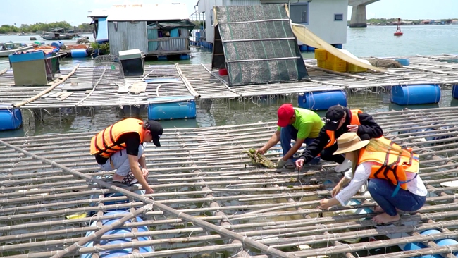 Đến xã đảo Long Sơn, du khách được tìm hiểu về làng nghề nuôi trồng thủy sản, cũng như các hoạt động nghề cá một cách trực quan, sinh động. Ảnh: Trần Khánh