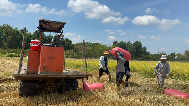 Đồng Nai: Vụ lúa Đông Xuân nông dân trúng đậm - Ảnh 1.