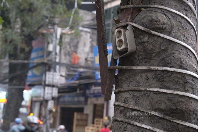 Quận Ba Đình: Hàng loạt cây xanh bị đóng đinh để treo bảng hiệu - Ảnh 4.