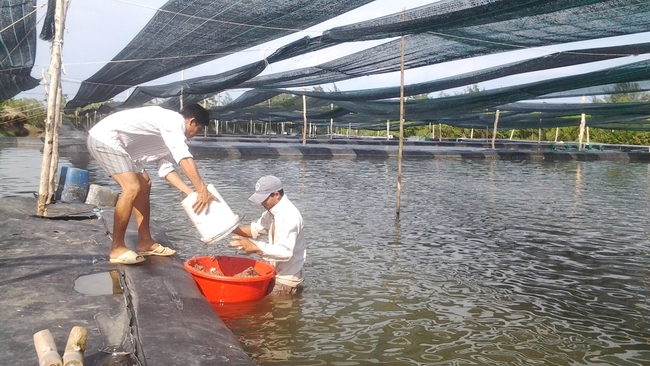TP.Hồ Chí Minh phát triển thủy sản: Đến 2030 có hơn 2.400ha nuôi trồng - Ảnh 1.