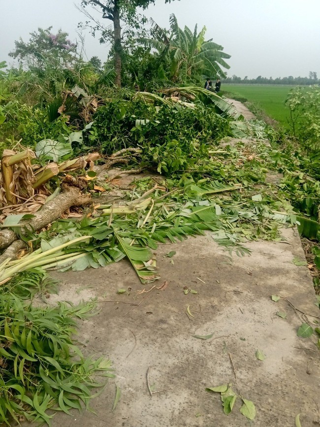 Tiền Giang: Mưa kèm theo gió giật mạnh, 67 căn nhà cùng nhiều cây ăn trái thiệt hại nặng - Ảnh 1.