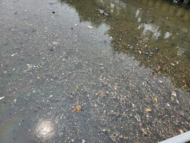 TP.HCM: Cá nổi kín mặt nước trên kênh Nhiêu Lộc - Thị Nghè - Ảnh 2.