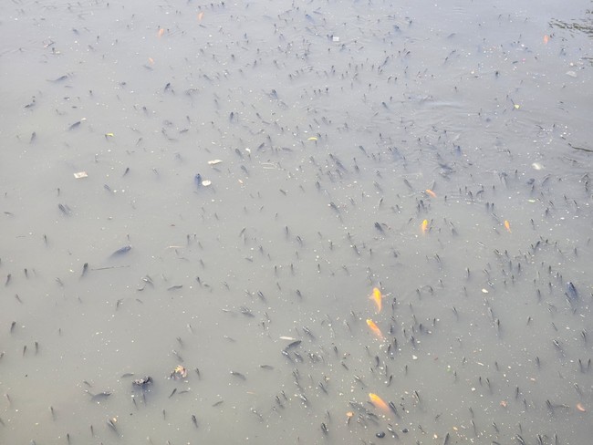 TP.HCM: Cá nổi kín mặt nước trên kênh Nhiêu Lộc - Thị Nghè - Ảnh 1.