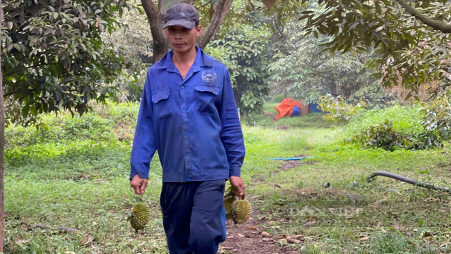 Bụi từ công trường sân bay Long Thành: Nông dân dậy sớm tưới nước rửa cây, sầu riêng, chôm chôm non vẫn rụng đầy vườn - Ảnh 4.