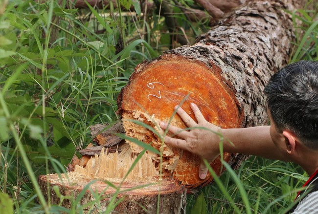  Thừa Thiên Huế: Xử lý vụ khai thác trái pháp luật gần 60m3 gỗ rừng phòng hộ  - Ảnh 1.
