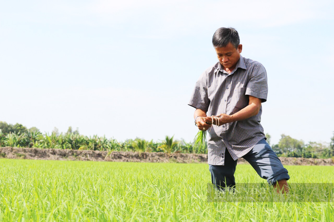 &quot;Trái ngọt” từ những mô hình khuyến nông sản xuất lúa: Nông dân chốt giá, bán lúa khi chưa đến ngày gặt - Ảnh 3.