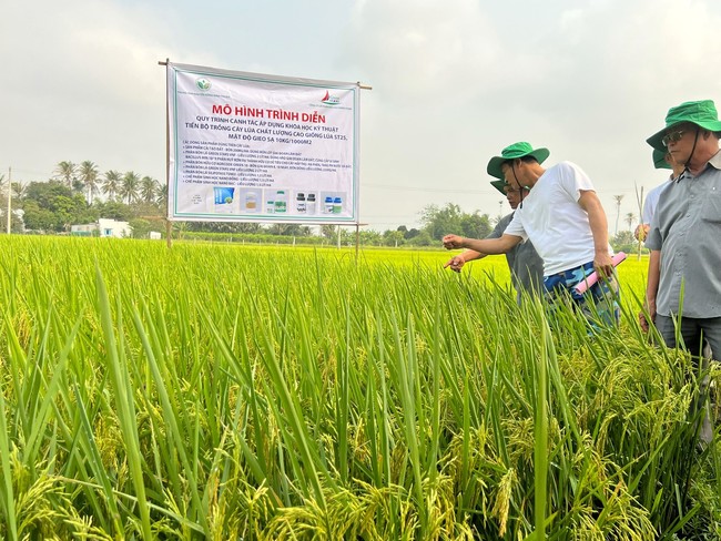 Triển vọng giống lúa ST25 và hạt gạo “ngon nhất thế giới” tại Ninh Thuận - Ảnh 1.