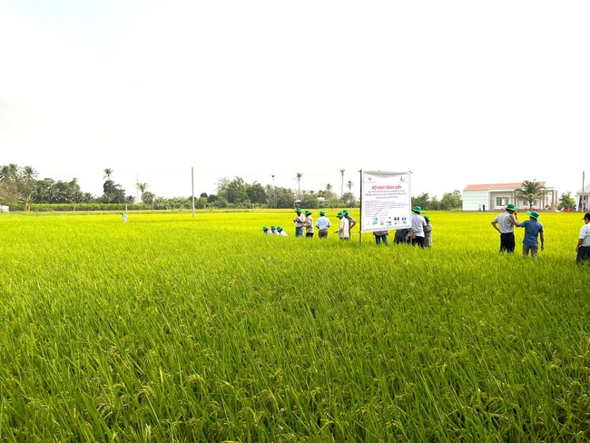 Triển vọng giống lúa ST25 và hạt gạo “ngon nhất thế giới” tại Ninh Thuận - Ảnh 4.