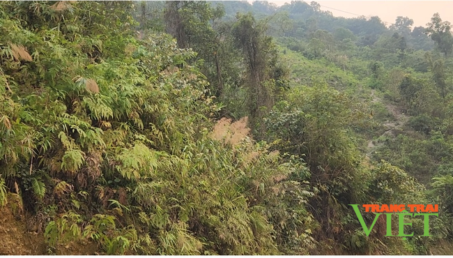 Lai Châu: Giữ rừng xanh tốt, dân nơi đây có thu nhập ổn định - Ảnh 2.