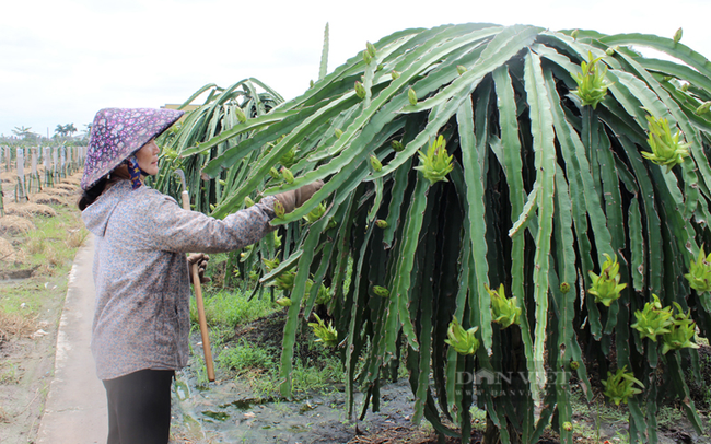 Vùng trồng thanh long phục vụ xuất khẩu ở tỉnh Long An. Ảnh: Trần Khánh