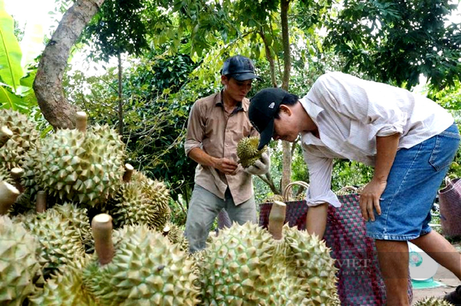 Nông dân thu hoạch sầu riêng ở Tiền Giang. Ảnh: Trần Khánh