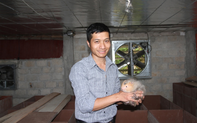Chàng thanh niên Tày khởi nghiệp thành công với mô hình nuôi dúi ở miền núi Thái Nguyên