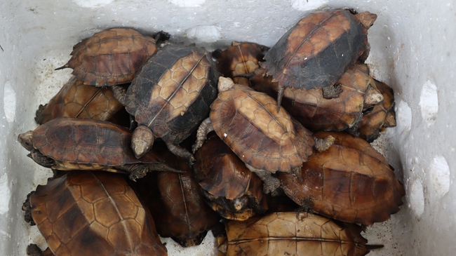 Vườn quốc gia Cúc Phương tiếp nhận 91 cá thể rùa Sa nhân từ tỉnh Lạng sơn - Ảnh 2.