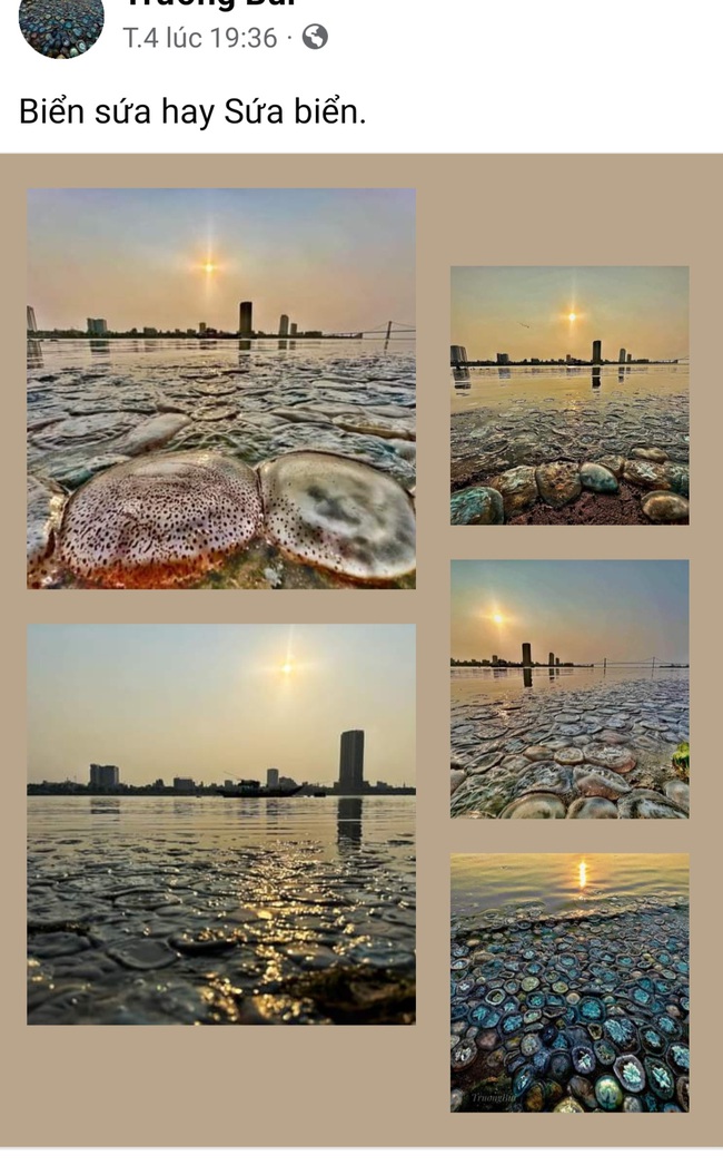 Thực hư hình ảnh sứa nằm xếp lớp dọc bờ sông Hàn Đà Nẵng - Ảnh 1.