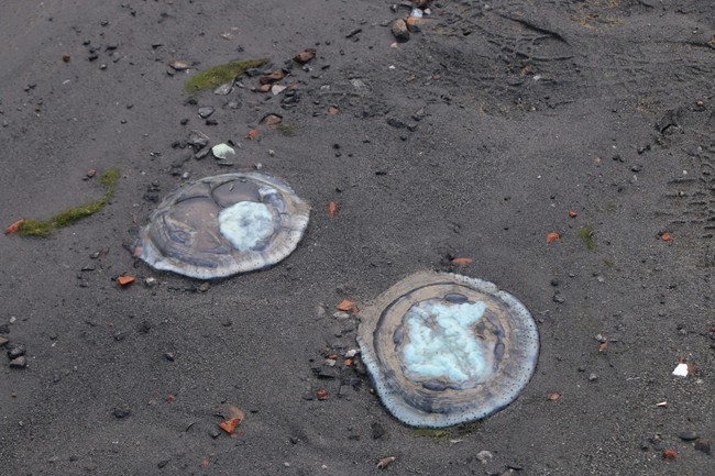 Thực hư hình ảnh sứa nằm xếp lớp dọc bờ sông Hàn Đà Nẵng - Ảnh 4.