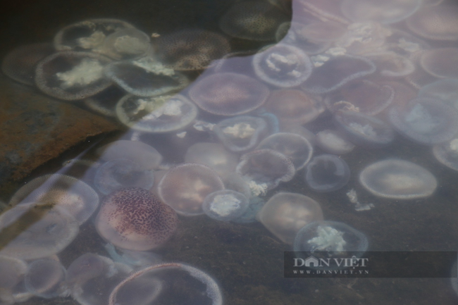 Thực hư hình ảnh sứa nằm xếp lớp dọc bờ sông Hàn Đà Nẵng - Ảnh 3.