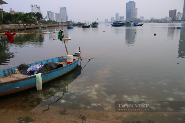 Thực hư hình ảnh sứa nằm xếp lớp dọc bờ sông Hàn Đà Nẵng - Ảnh 2.
