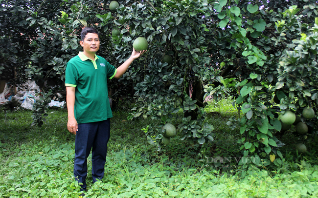Chi hội chủ trang trại trồng cây ăn trái huyện Bắc Tân Uyên là một trong số các chi hội tiêu biểu, gồm 30 thành viên là các chủ trang trại trồng cây ăn trái có múi trên địa bàn huyện. Ảnh: Nguyên Vỹ.