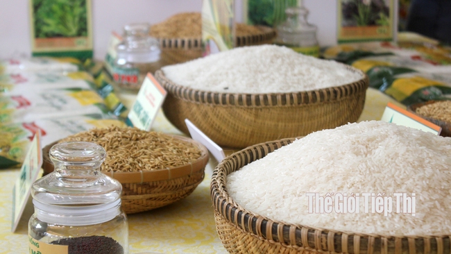 Nhiều doanh nghiệp xuất khẩu gạo lo lắng khi cơ cấu lúa gạo trong nước chưa cân đối. Ảnh: Trần Khánh