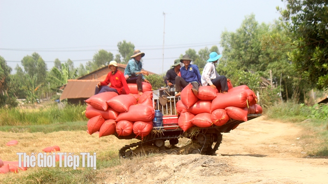 Không chỉ giá xuất khẩu,  giá gạo thị trường nội địa cũng đang ở mức cao. Ảnh: Trần Khánh