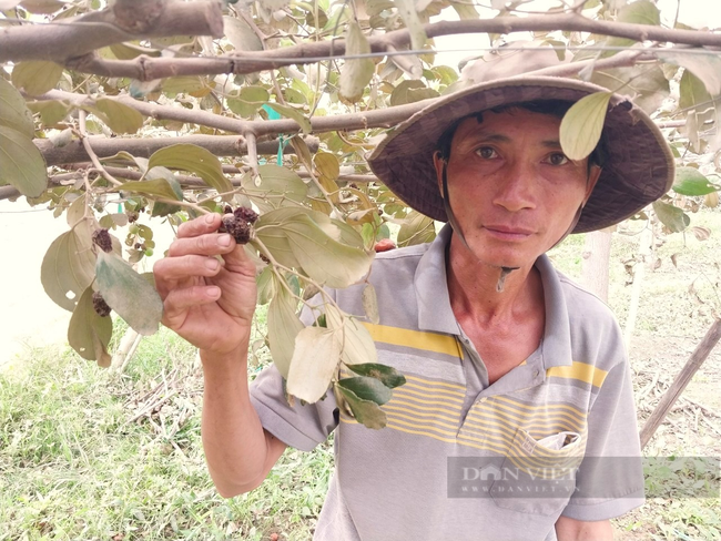 Nông dân trồng táo bị thiệt hại do “bão bụi” ở Ninh Thuận vui mừng vì đã nhận được hỗ trợ - Ảnh 4.