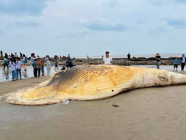 Phát hiện xác cá voi nặng trên 5 tấn trôi dạt vào bờ biển Nam Định - Ảnh 1.