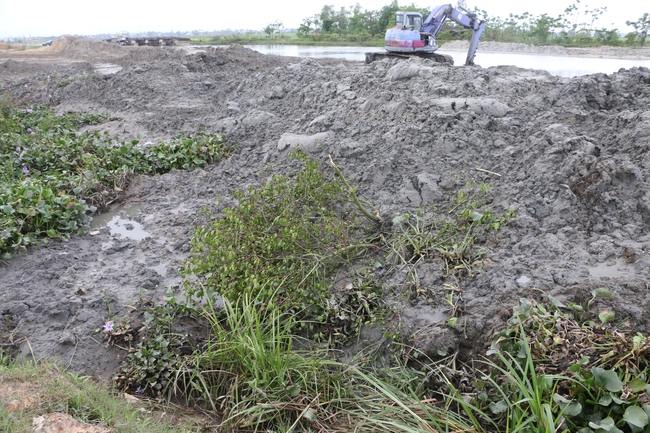 Thừa Thiên Huế: Xác định thiệt hại vụ 0,72ha rừng ngập mặn bị phá  - Ảnh 1.