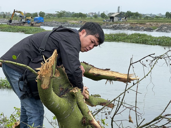 Thừa Thiên Huế: Xác định thiệt hại vụ 0,72ha rừng ngập mặn bị phá  - Ảnh 2.