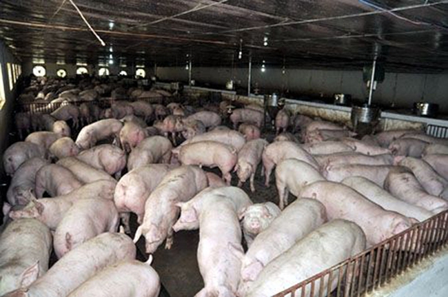 Chủ tịch TT-Huế yêu cầu kiểm tra, xử lý nghiêm tình trạng sử dụng chất cấm trong chăn nuôi  - Ảnh 1.