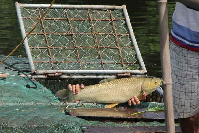 Thừa Thiên Huế: Giúp hội viên, nông dân phát triển nuôi cá lồng bền vững  - Ảnh 3.